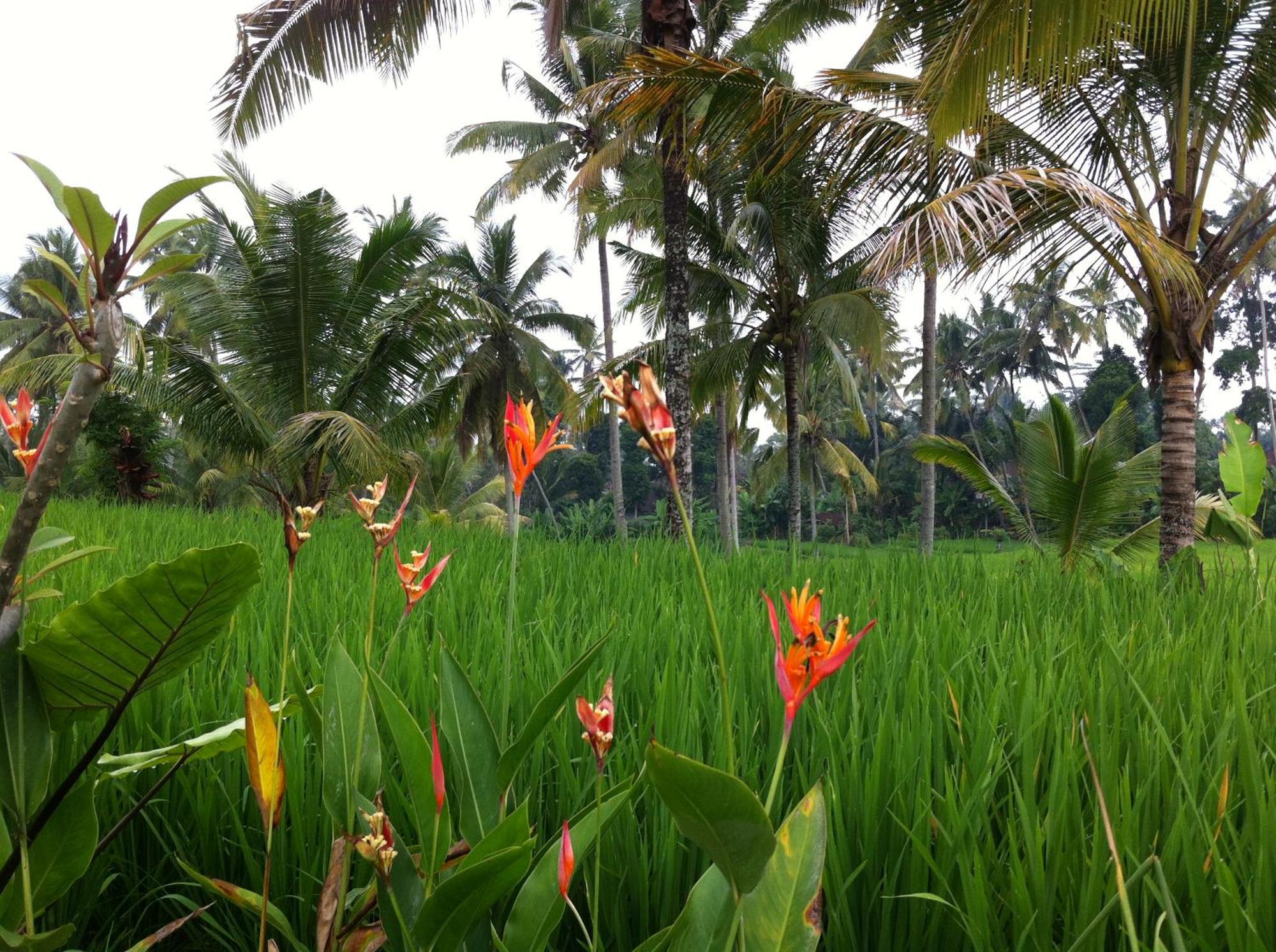 Neyang Ubud